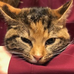 Meet your Posher, Morgan